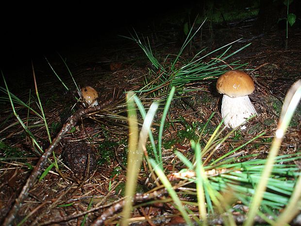 hríb smrekový Boletus edulis Bull.