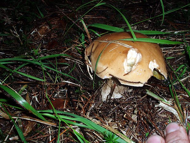 hríb smrekový Boletus edulis Bull.