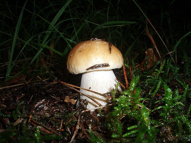 hríb smrekový Boletus edulis Bull.