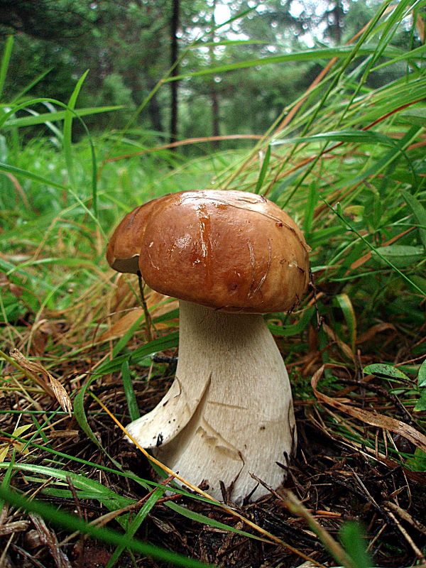 hríb smrekový Boletus edulis Bull.