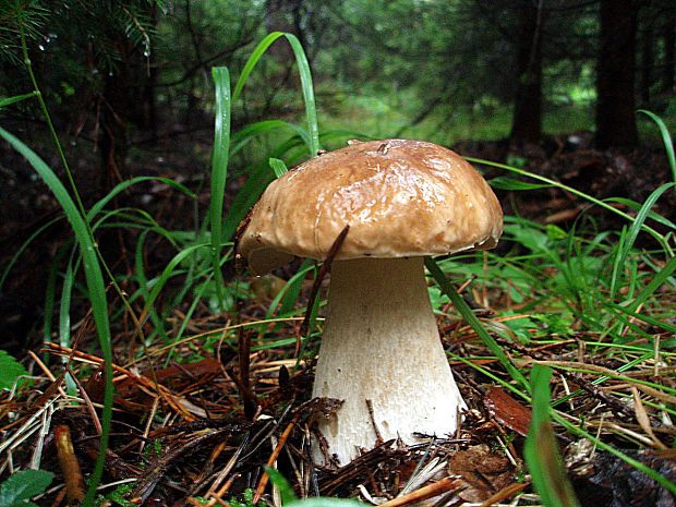 hríb smrekový Boletus edulis Bull.