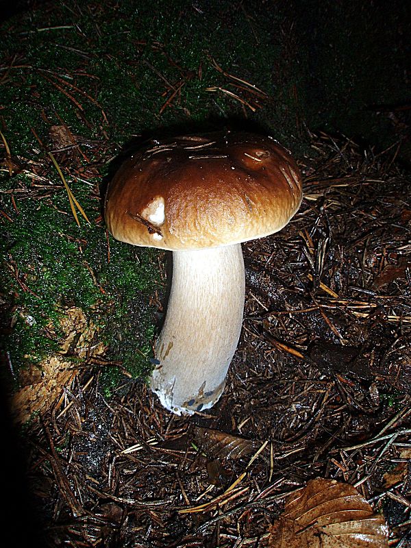 hríb smrekový Boletus edulis Bull.