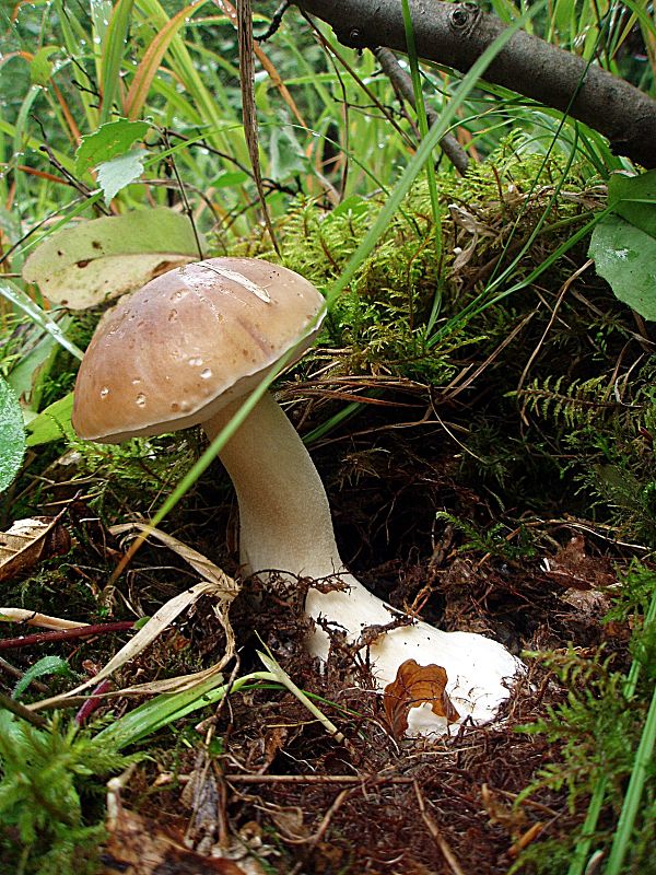 hríb smrekový Boletus edulis Bull.