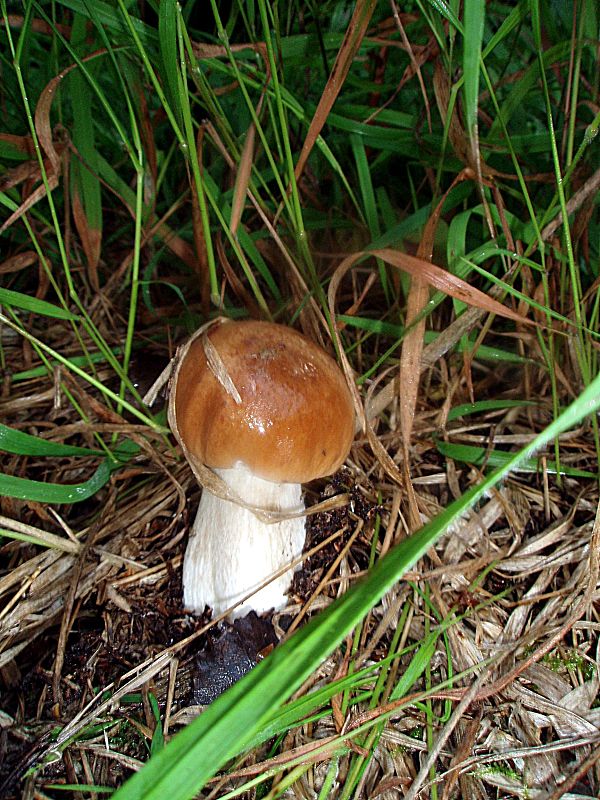 hríb smrekový Boletus edulis Bull.