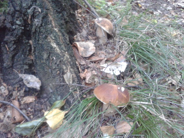 hrib dubovy Boletus reticulatus Schaeff.