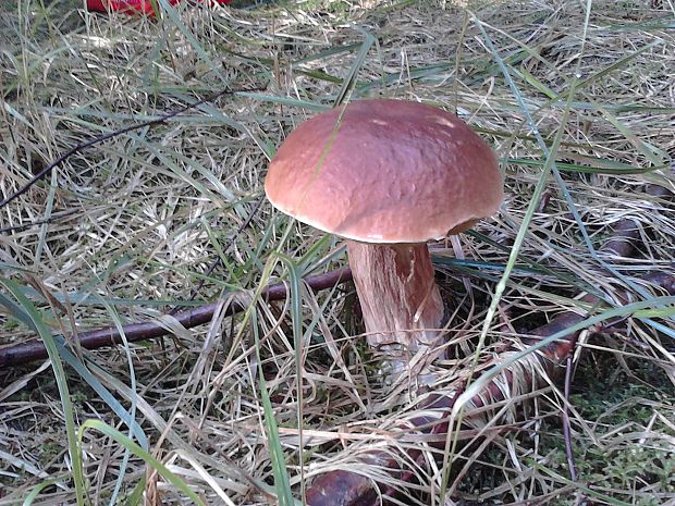 hríb dubový Boletus reticulatus Schaeff.