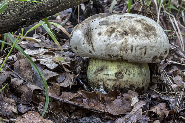 hríb horký Caloboletus radicans (Pers.) Vizzini