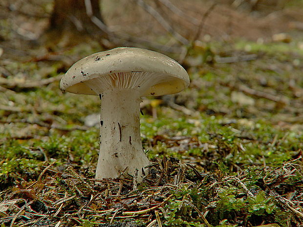 strmuľka inovaťová Clitocybe nebularis (Batsch) P. Kumm.