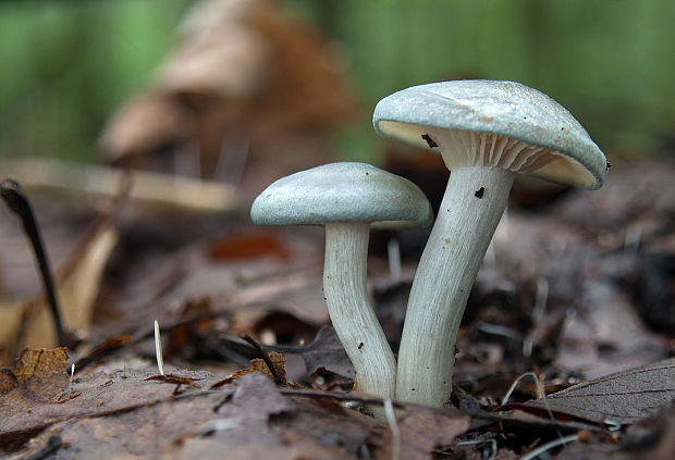 strmuľka anízová Clitocybe odora (Bull.) P. Kumm.