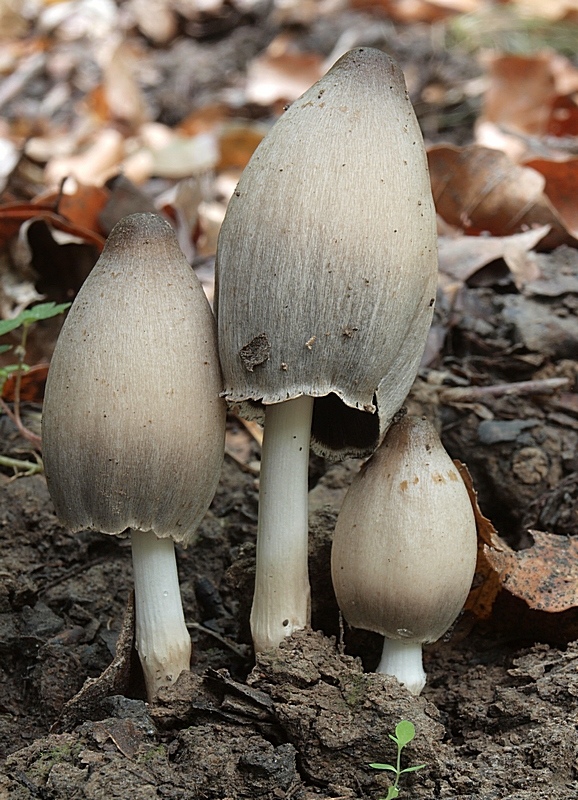 hnojník statný Coprinopsis acuminata (Romagn.) Redhead, Vilgalys & Moncalvo