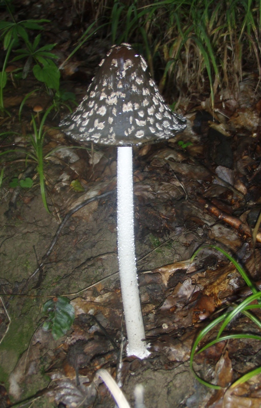 hnojník strakatý Coprinopsis picacea (Bull.) Redhead, Vilgalys & Moncalvo