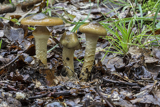 pavučinovec mazľavý Cortinarius trivialis J.E. Lange