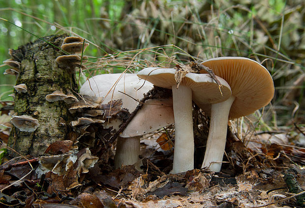 hodvábnica veľká Entoloma sinuatum (Bull.) P. Kumm.