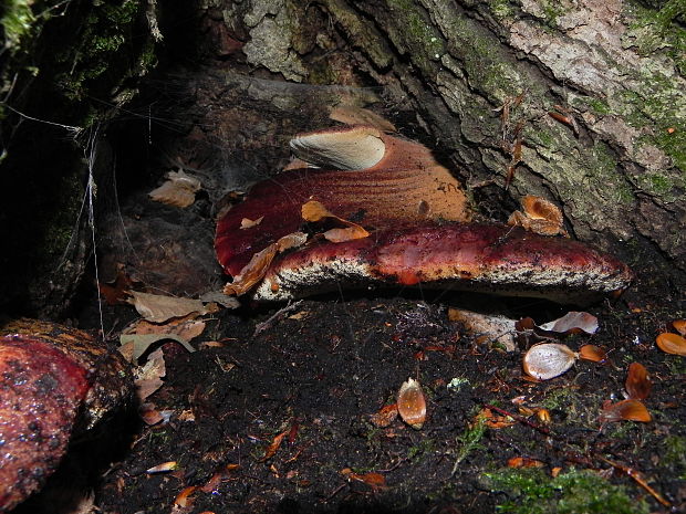 pečeňovec dubový Fistulina hepatica (Schaeff.) With.