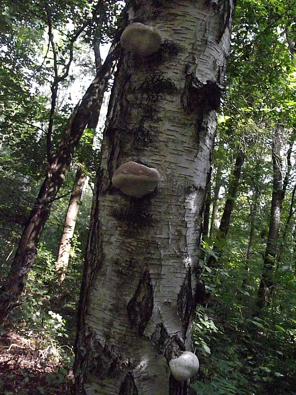 brezovník obyčajný Fomitopsis betulina (Bull.) B.K. Cui, M.L. Han & Y.C. Dai