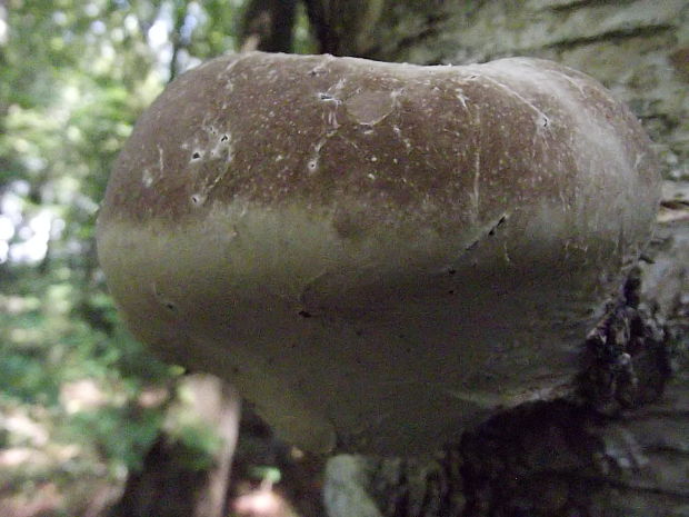 brezovník obyčajný Fomitopsis betulina (Bull.) B.K. Cui, M.L. Han & Y.C. Dai