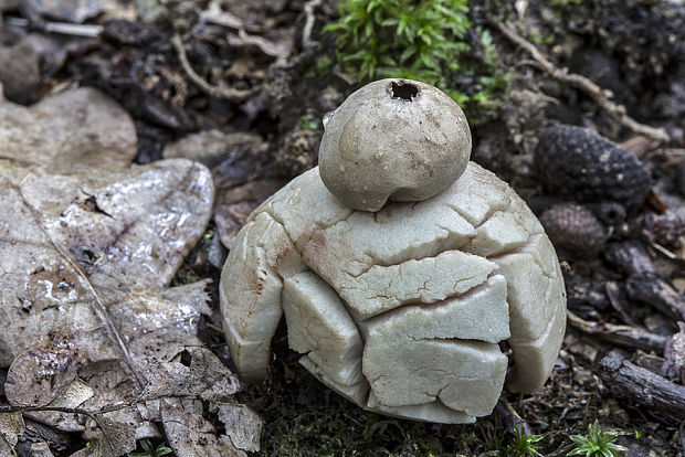 hviezdovka červenkastá Geastrum rufescens Pers.