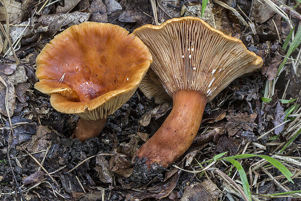 rýdzik Lactarius sp.