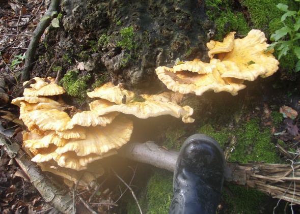 sírovec obyčajný Laetiporus sulphureus (Bull.) Murrill