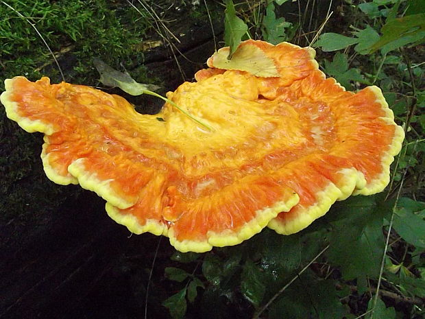 sírovec obyčajný Laetiporus sulphureus (Bull.) Murrill