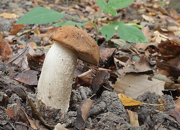 kozák osikový Leccinum albostipitatum den Bakker & Noordel.