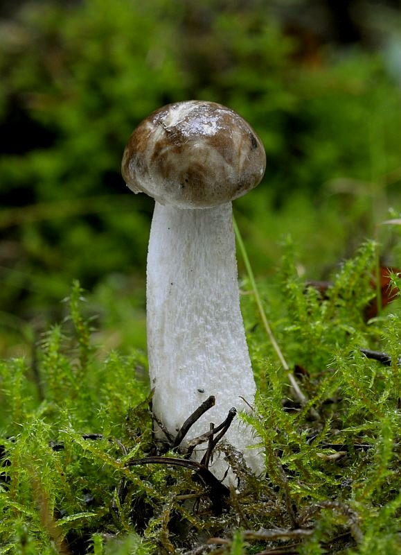 kozák Leccinum cyaneobasileucum Lannoy & Estadès