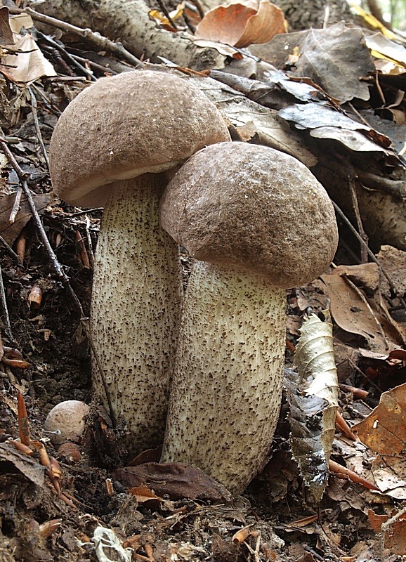 kozák topoľový Leccinum duriusculum (Schulzer ex Kalchbr.) Singer