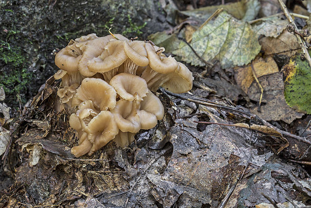 húževnatček ulitovitý Lentinellus cochleatus (Pers.) P. Karst.