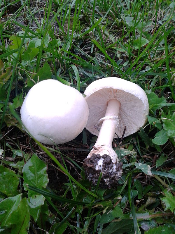 bedlica ružovolupeňová Leucoagaricus leucothites (Vittad.) Wasser