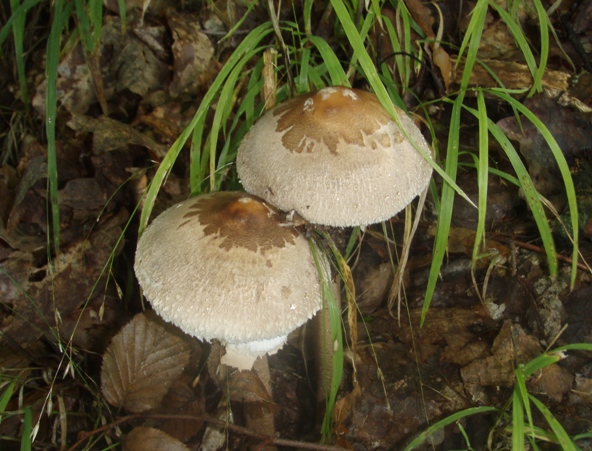 bedľa Macrolepiota sp.