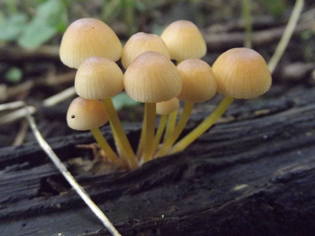 prilbička žltohlúbiková Mycena renati Quél.