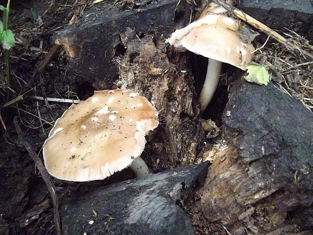 štítovka Pluteus sp.