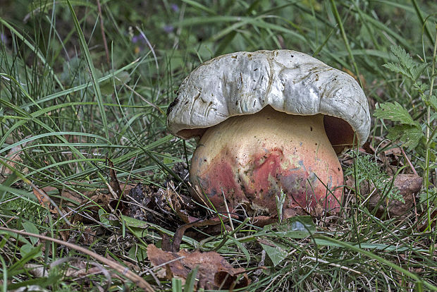 hríb satanský Rubroboletus satanas f. satanas (Lenz) Kuan Zhao & Zhu L. Yang