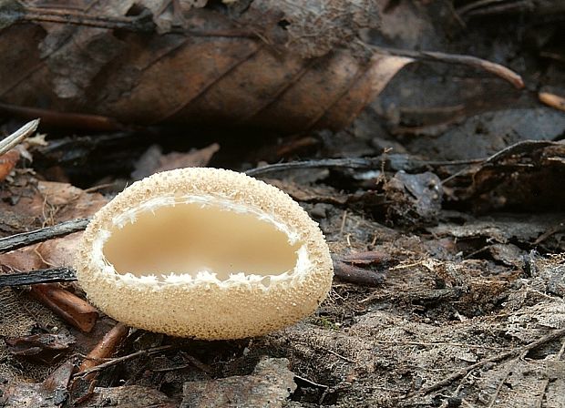 tarzeta pavučinkatá Tarzetta velata (Quél.) Svrček