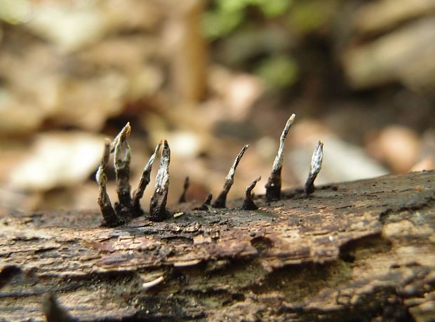 drevnatec parohatý Xylaria hypoxylon (L.) Grev.