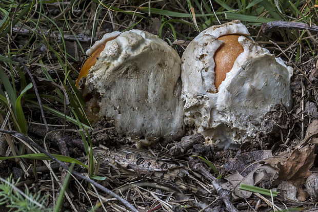 muchotrávka cisárska Amanita caesarea (Scop.) Pers.