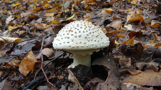 muchotrávka ostnatá Amanita echinocephala (Vittad.) Quél.