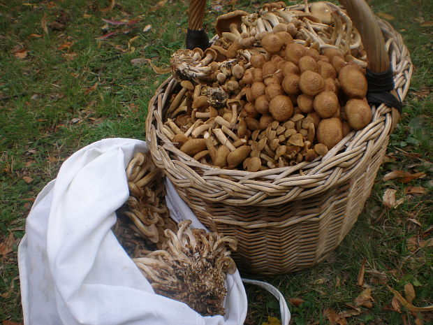 úlovok (podpňovka bezprsteňová) Armillaria socialis (DC.) Fayod