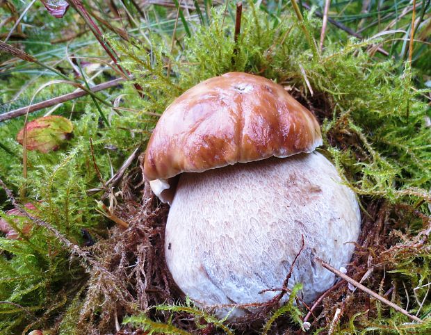 hríb smrekový Boletus edulis Bull.