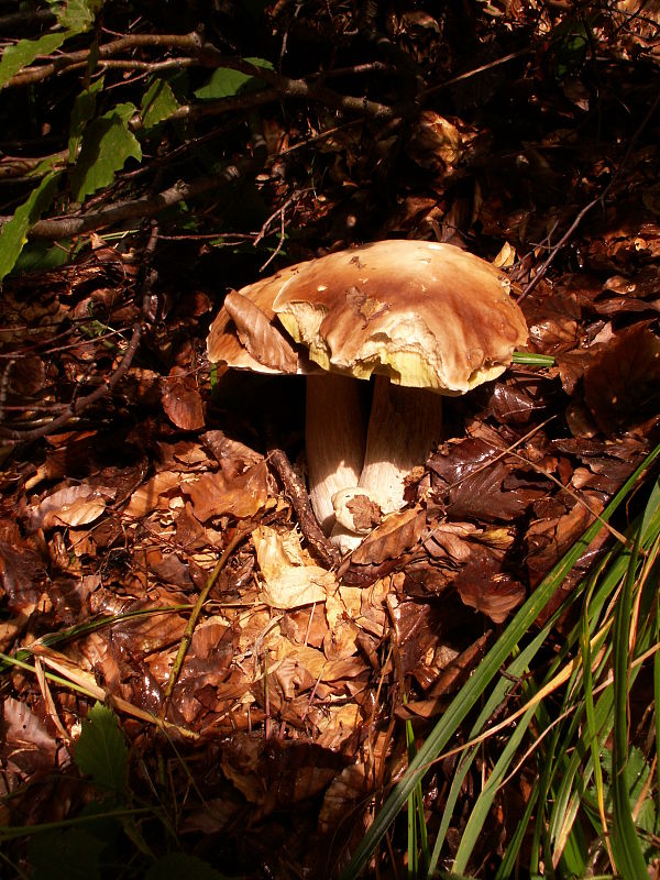 hríb smrekový Boletus edulis Bull.