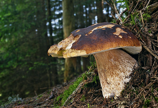 hríb smrekový Boletus edulis Bull.