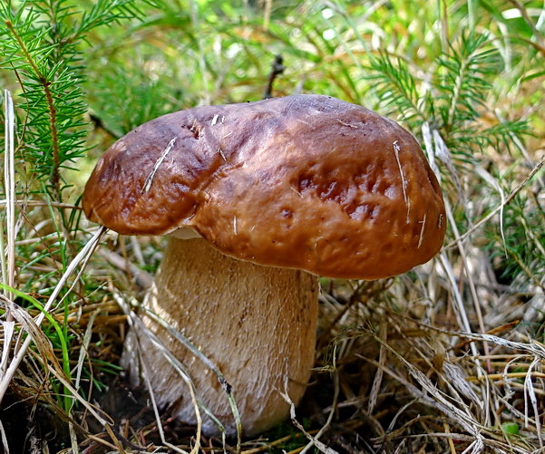 hríb smrekový Boletus edulis Bull.