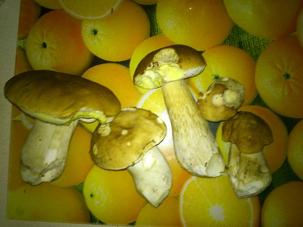 hríb dubový Boletus reticulatus Schaeff.