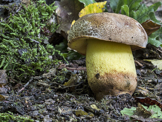 hríb príveskatý Butyriboletus appendiculatus (Schaeff. ex Fr.) Secr.