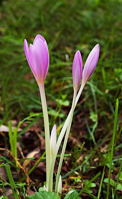 jesienka obyčajná Colchicum autumnale