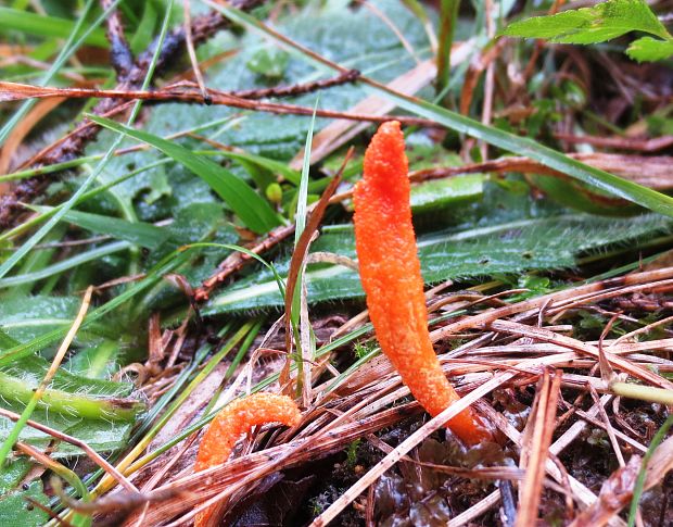 žezlovka hmyzová Cordyceps militaris (Fr.) Link