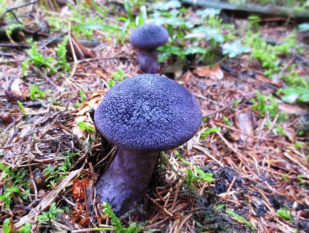 pavučinovec hercýnsky Cortinarius hercynicus (Pers.) M.M. Moser