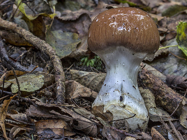 pavučinovec mohutný Cortinarius praestans (Cordier) Gillet