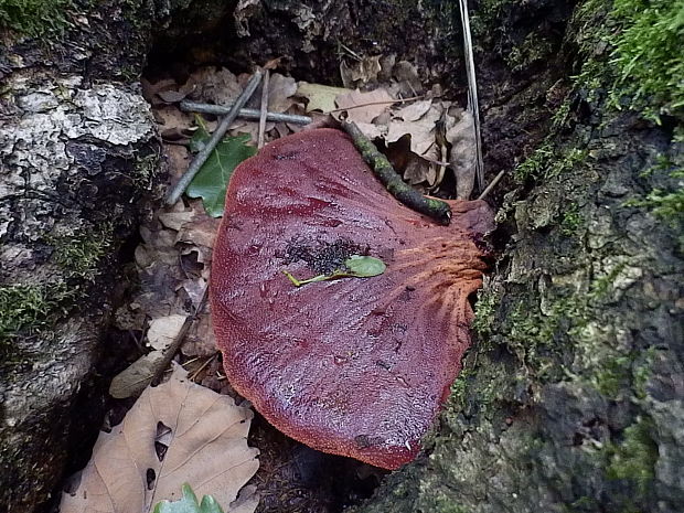 pečeňovec dubový Fistulina hepatica (Schaeff.) With.