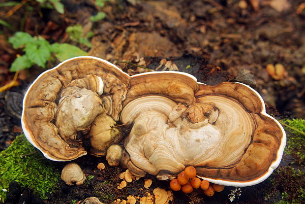 lesklokôrovka Ganoderma sp.